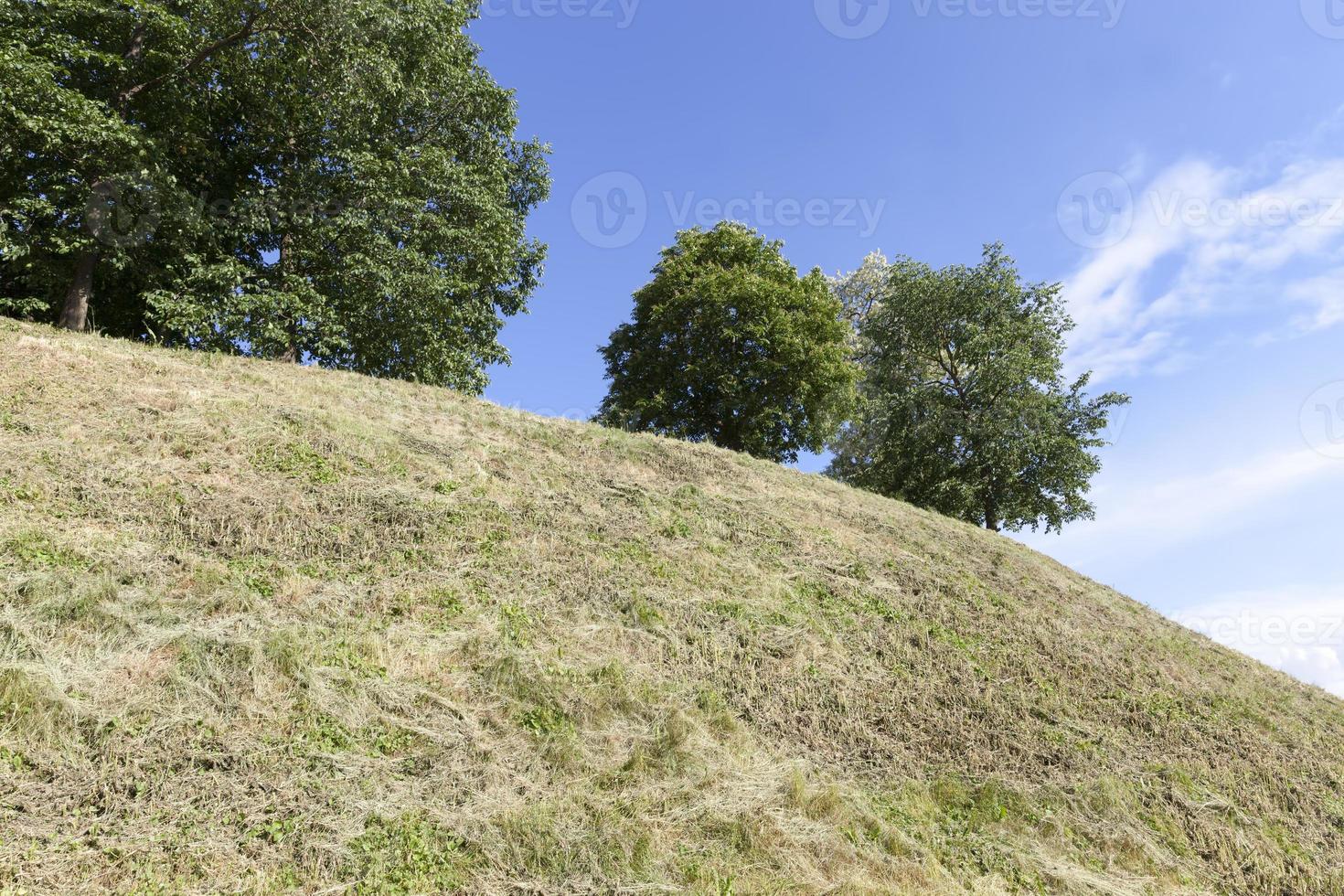 trees growing on a hill with green foliage photo