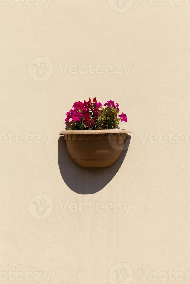 decorative flowers growing in a vase photo