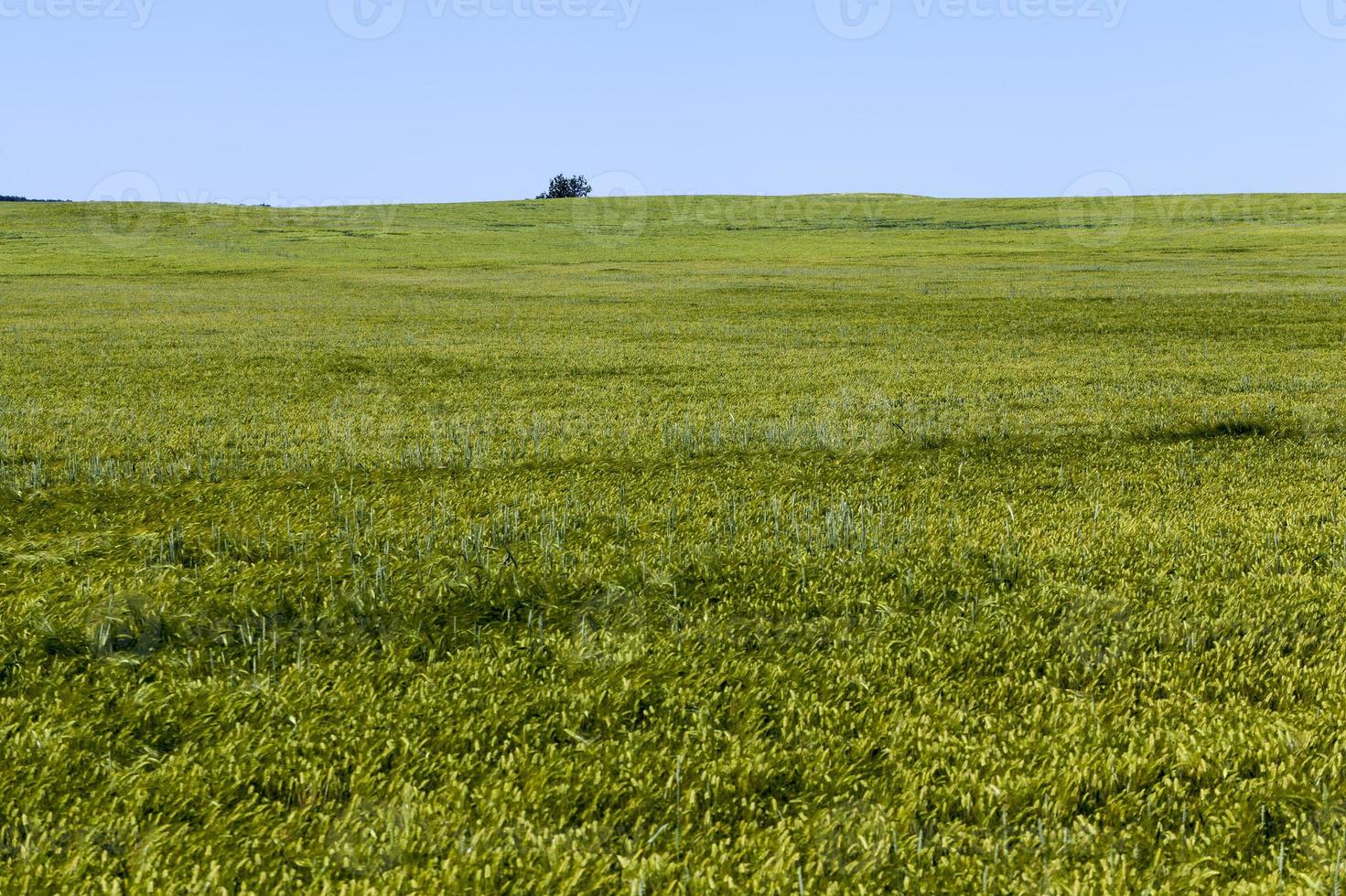 wheat field with green immature wheat plants photo