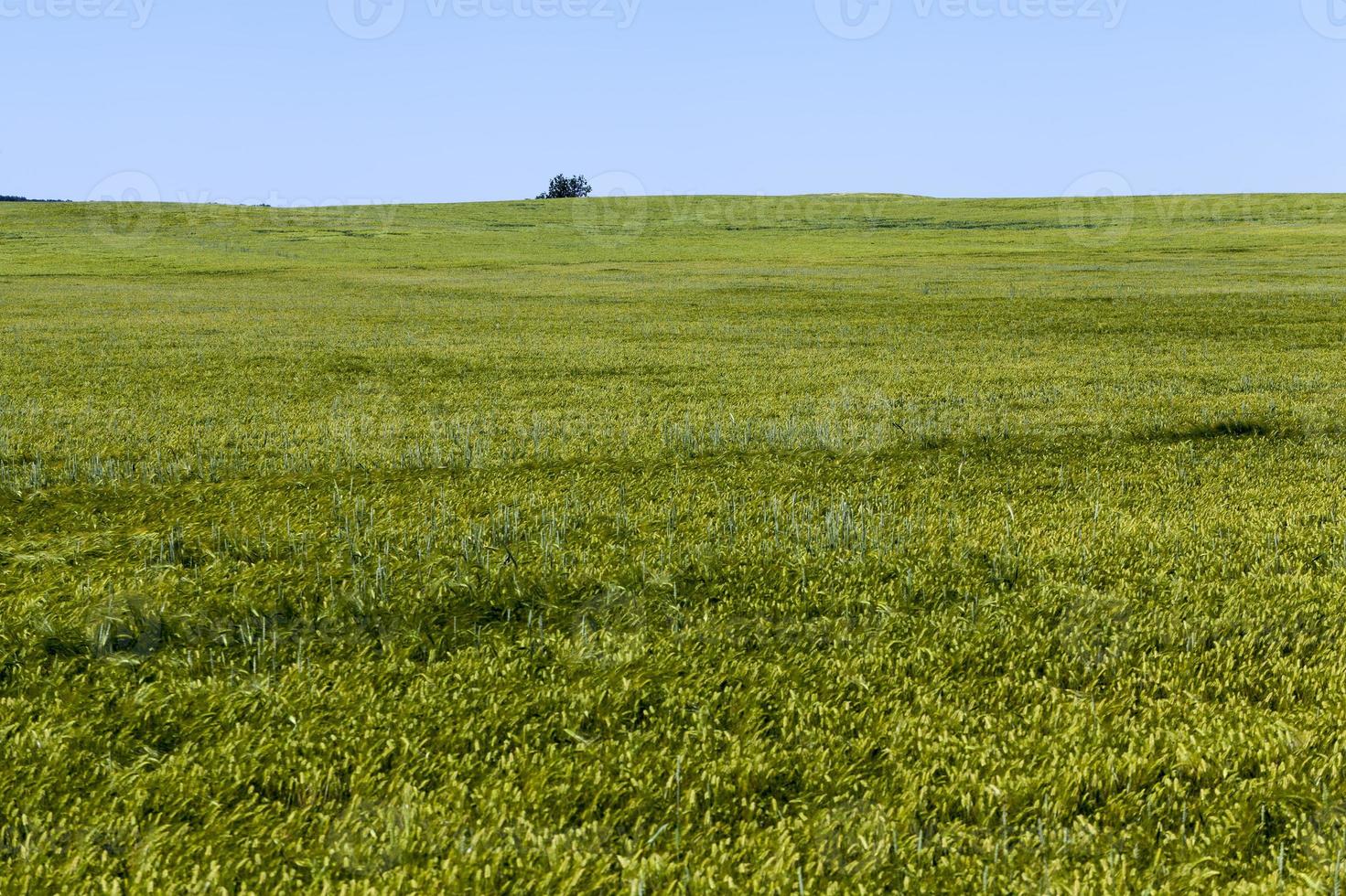 campo de trigo con plantas verdes de trigo inmaduro foto