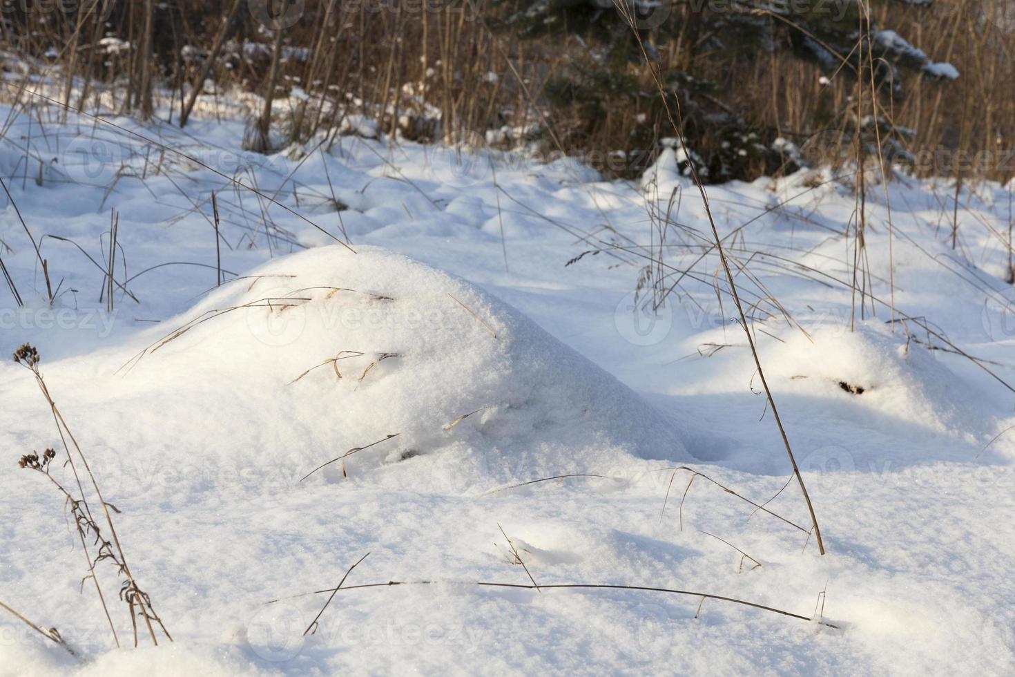 snow that fell during a snowfall and dry grass photo