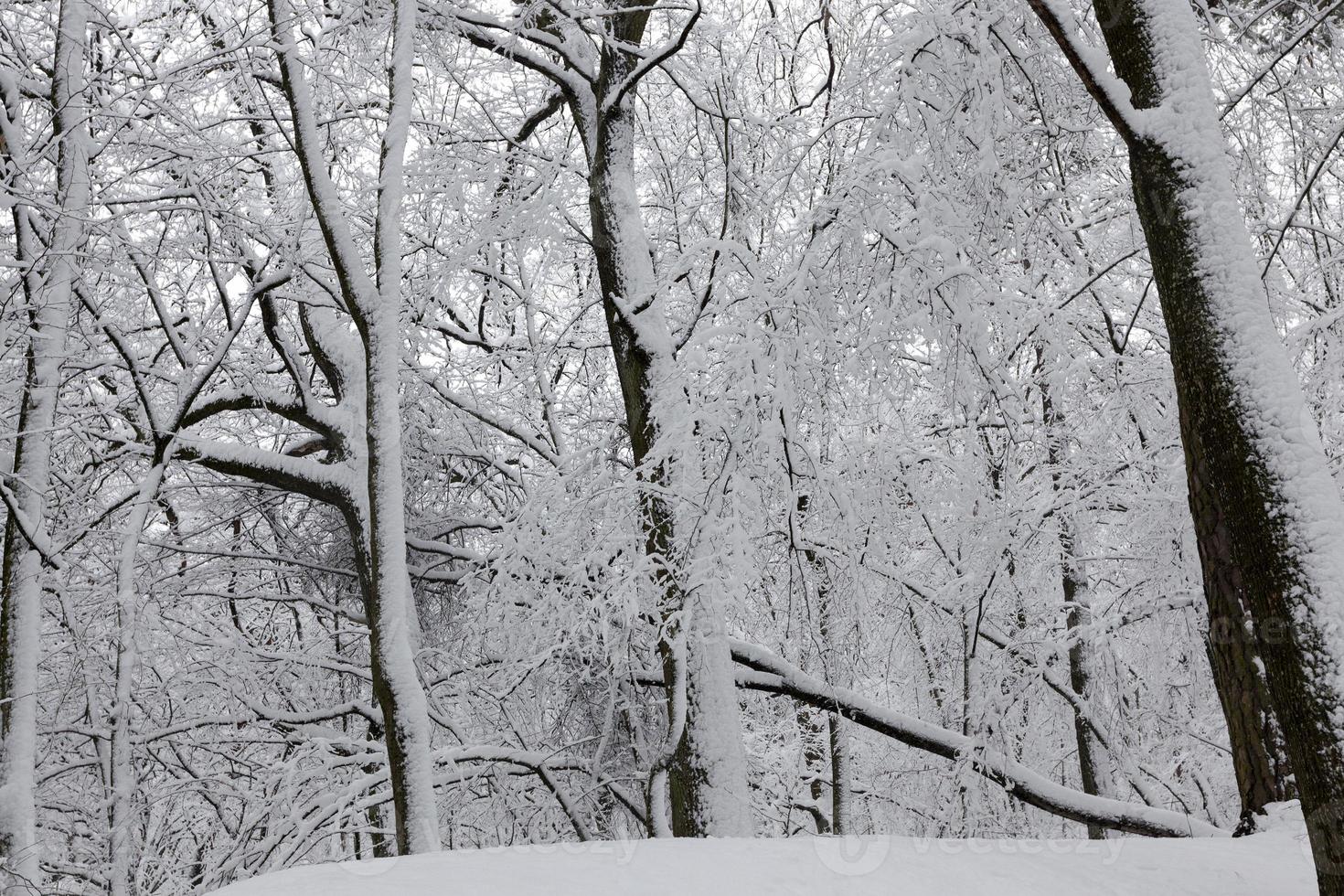 deciduous trees in winter, cold frosty winter weather photo