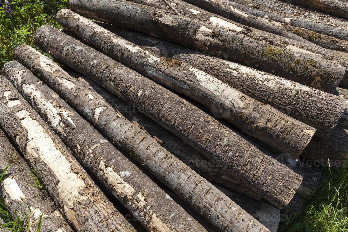 harvesting pine tree trunks in the forest photo