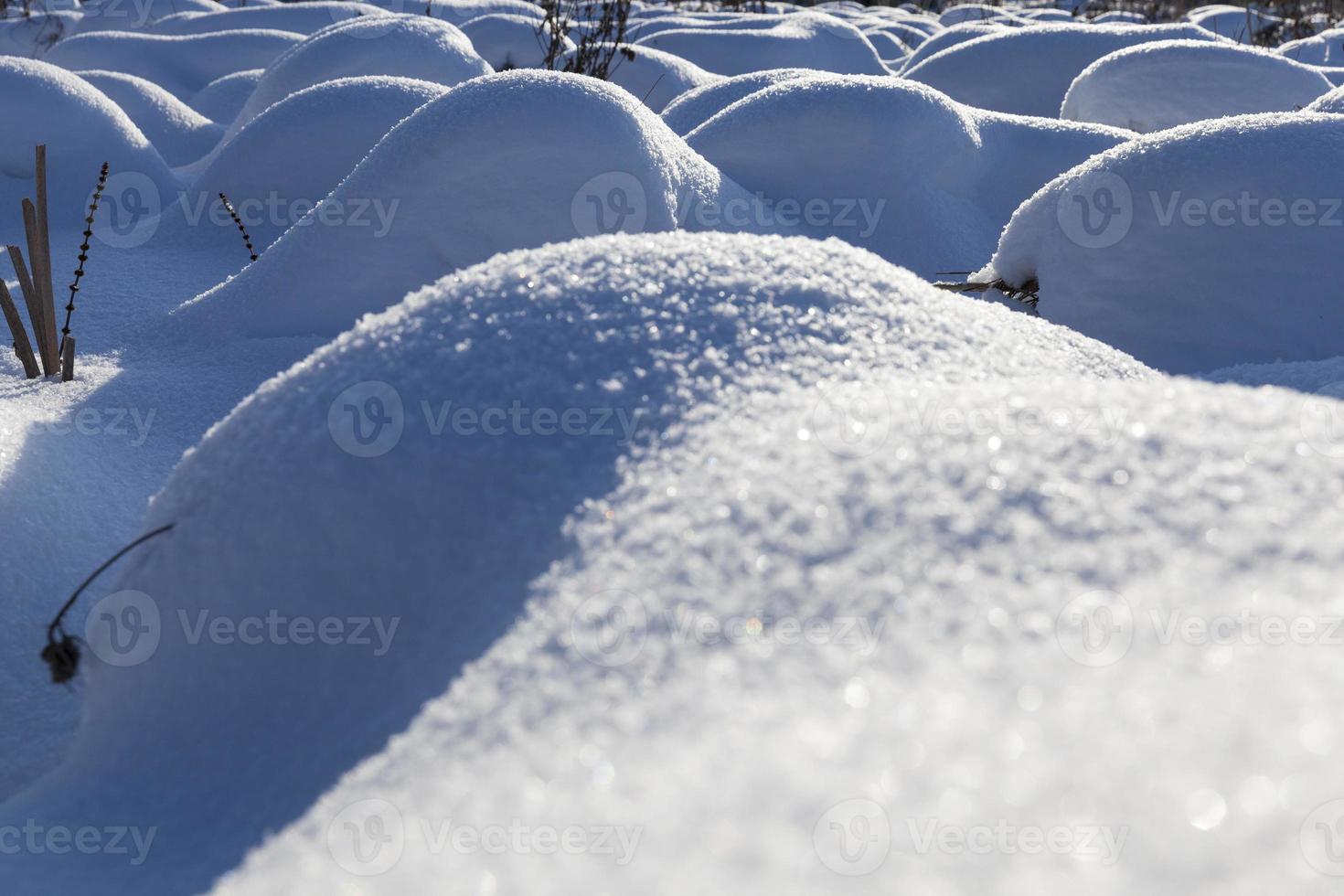 hummocks in the swamp large drifts after snowfalls and blizzards photo