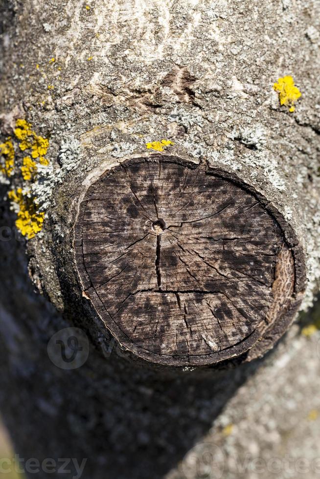 partes del tronco de un árbol con corteza foto