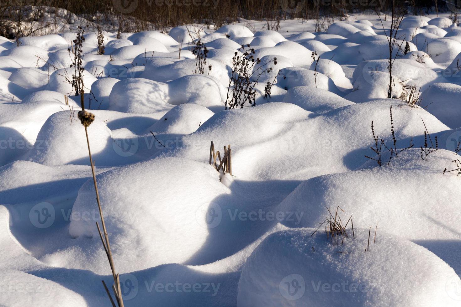 grass in large drifts after snowfalls and blizzards, the winter photo