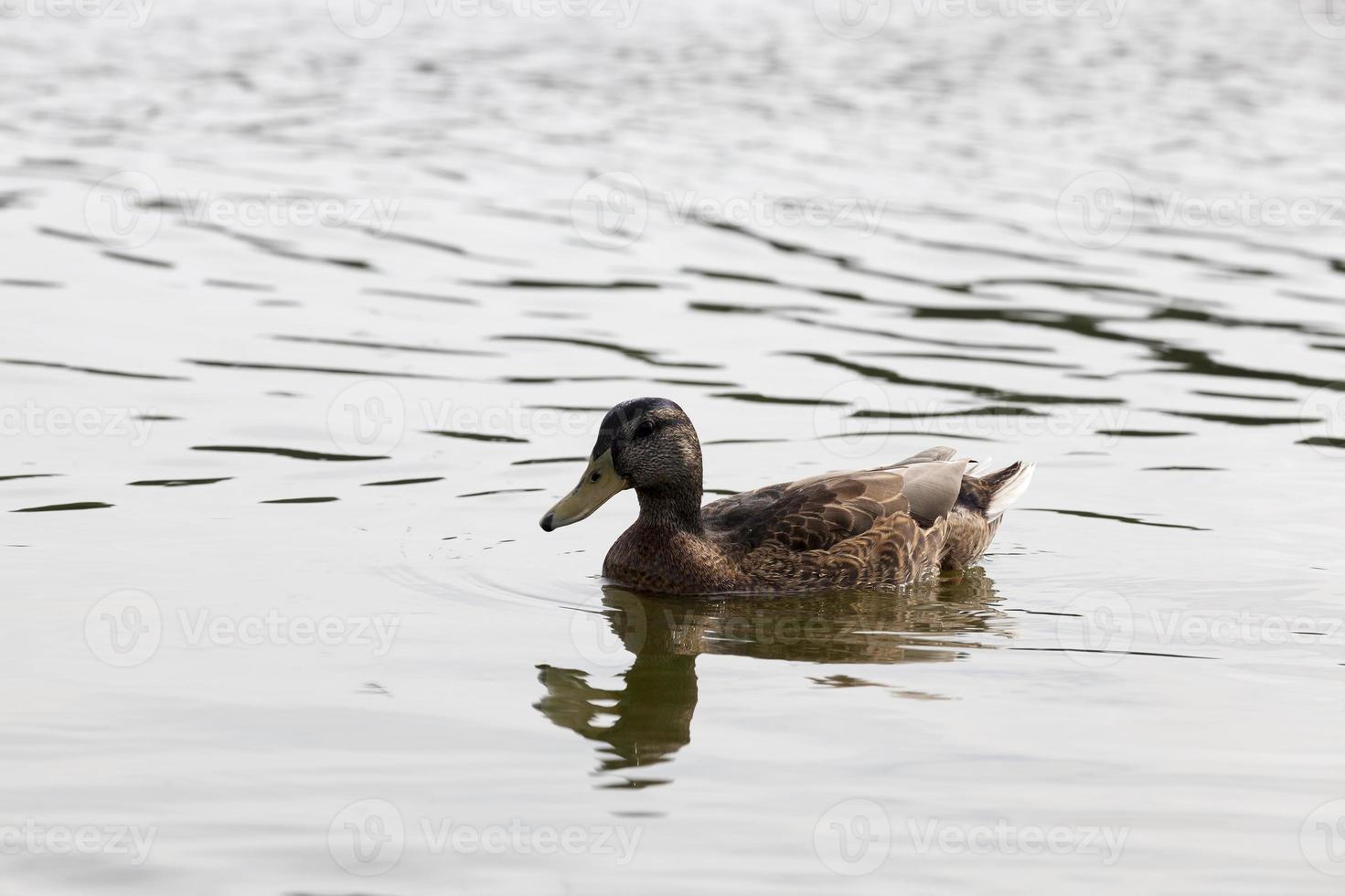 patos vivos reales en la naturaleza foto