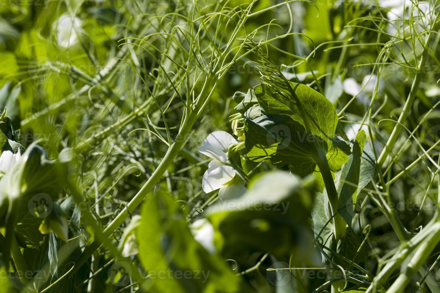 los guisantes florecen con flores blancas foto