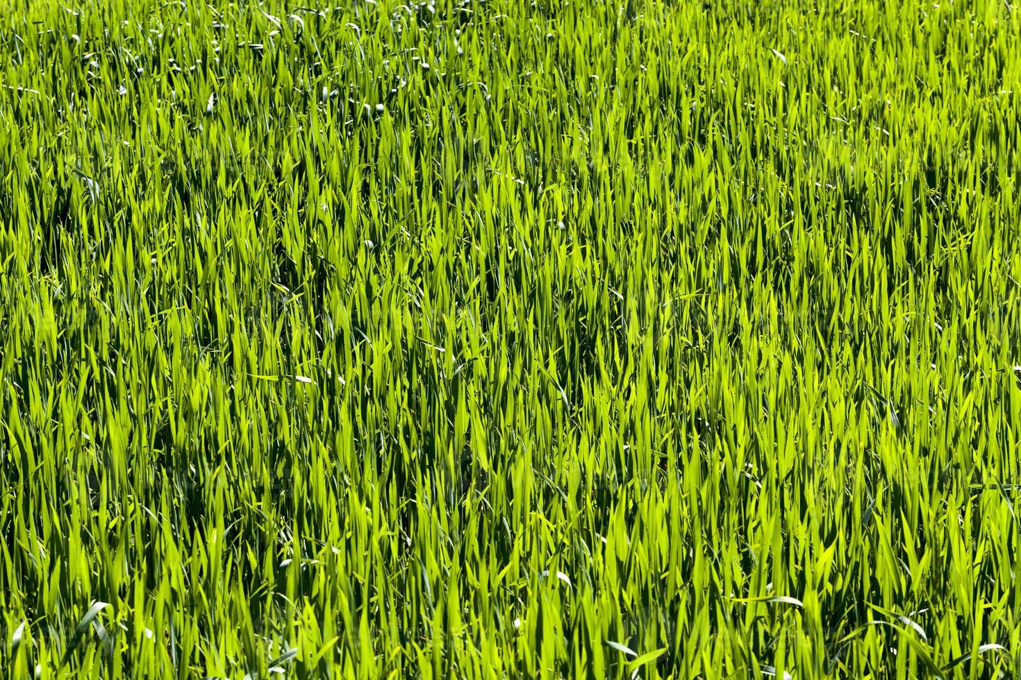 green grass in an agricultural field photo