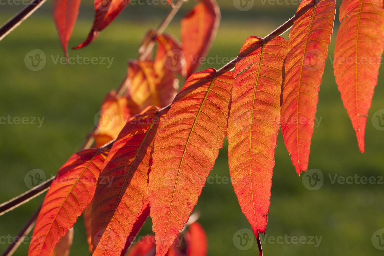 red autumn foliage photo