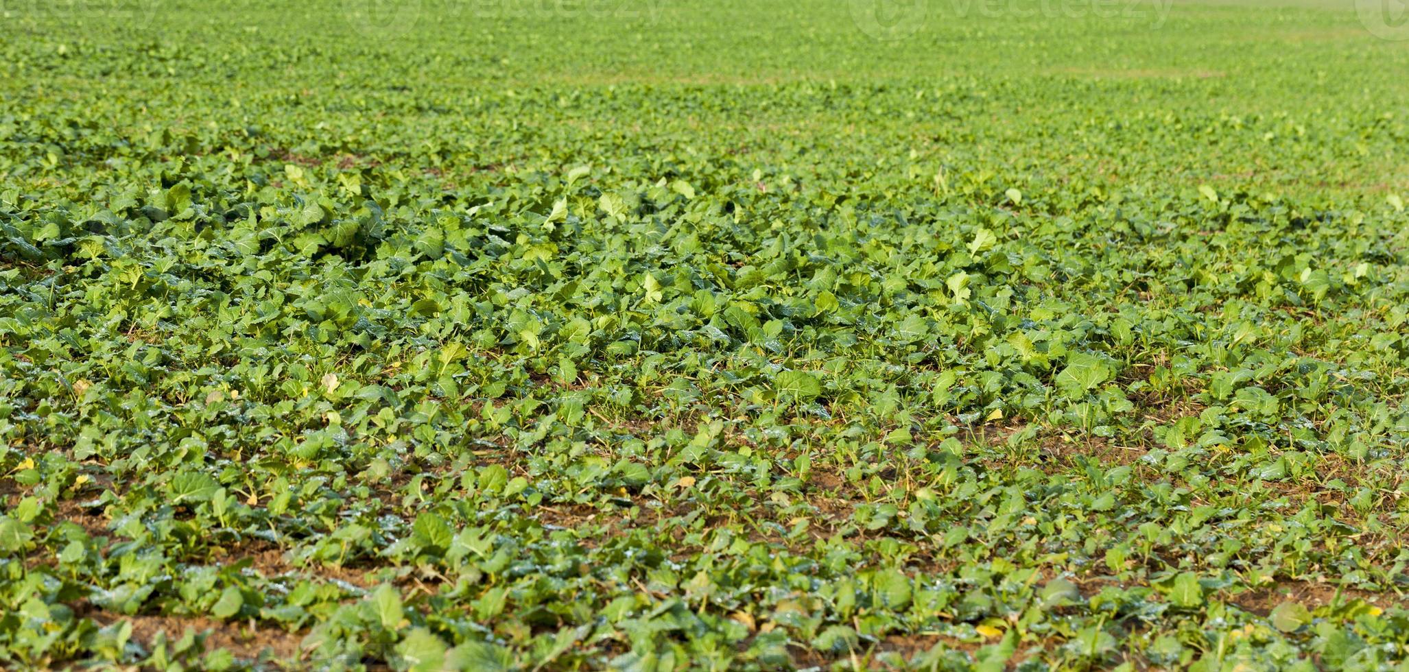green vegetation, close up photo
