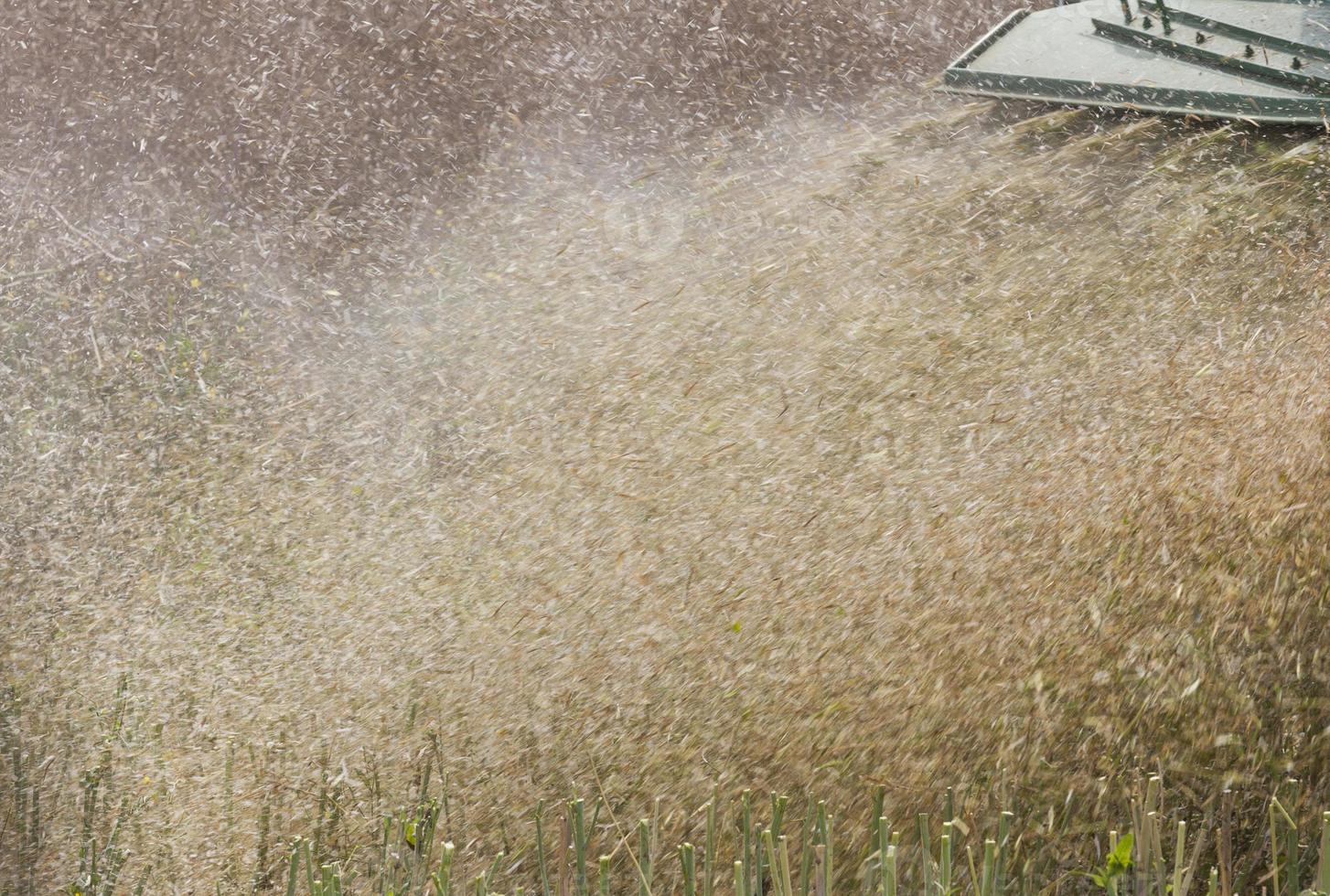 rape harvesting, close up photo