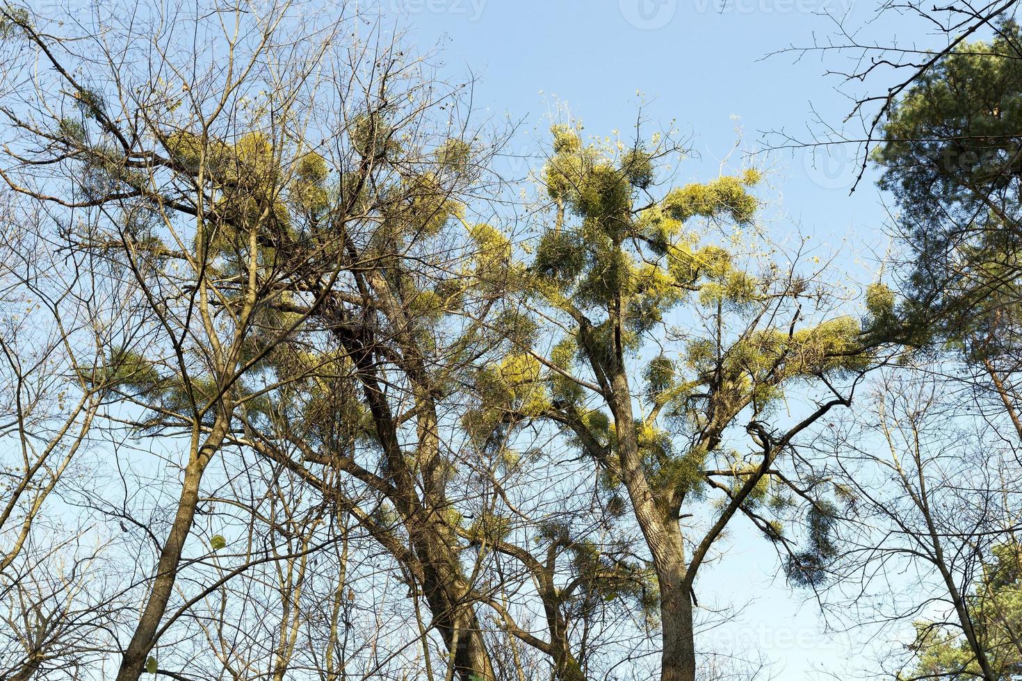 mistletoe parasite, close up photo