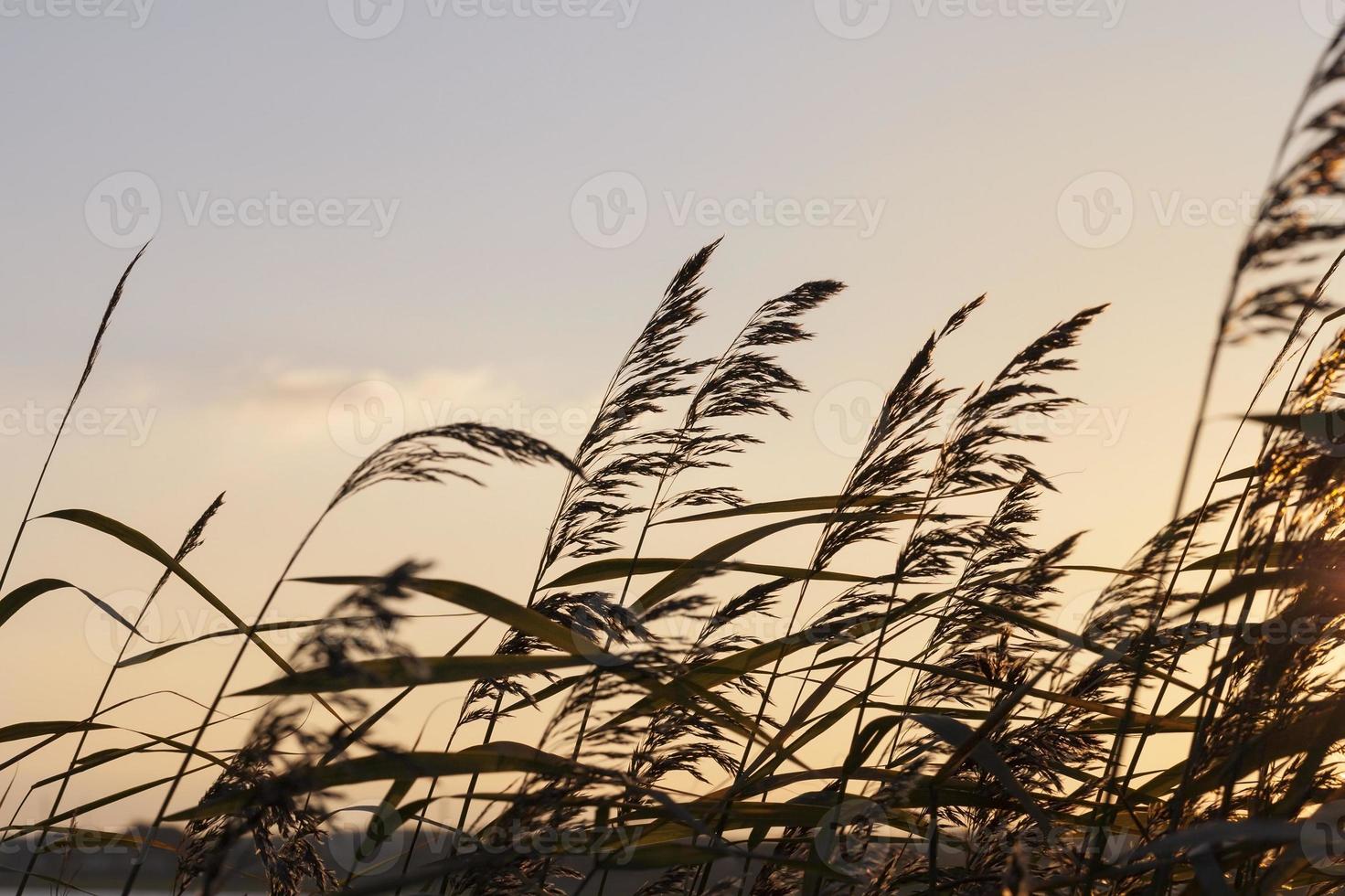 river bank dry grass photo