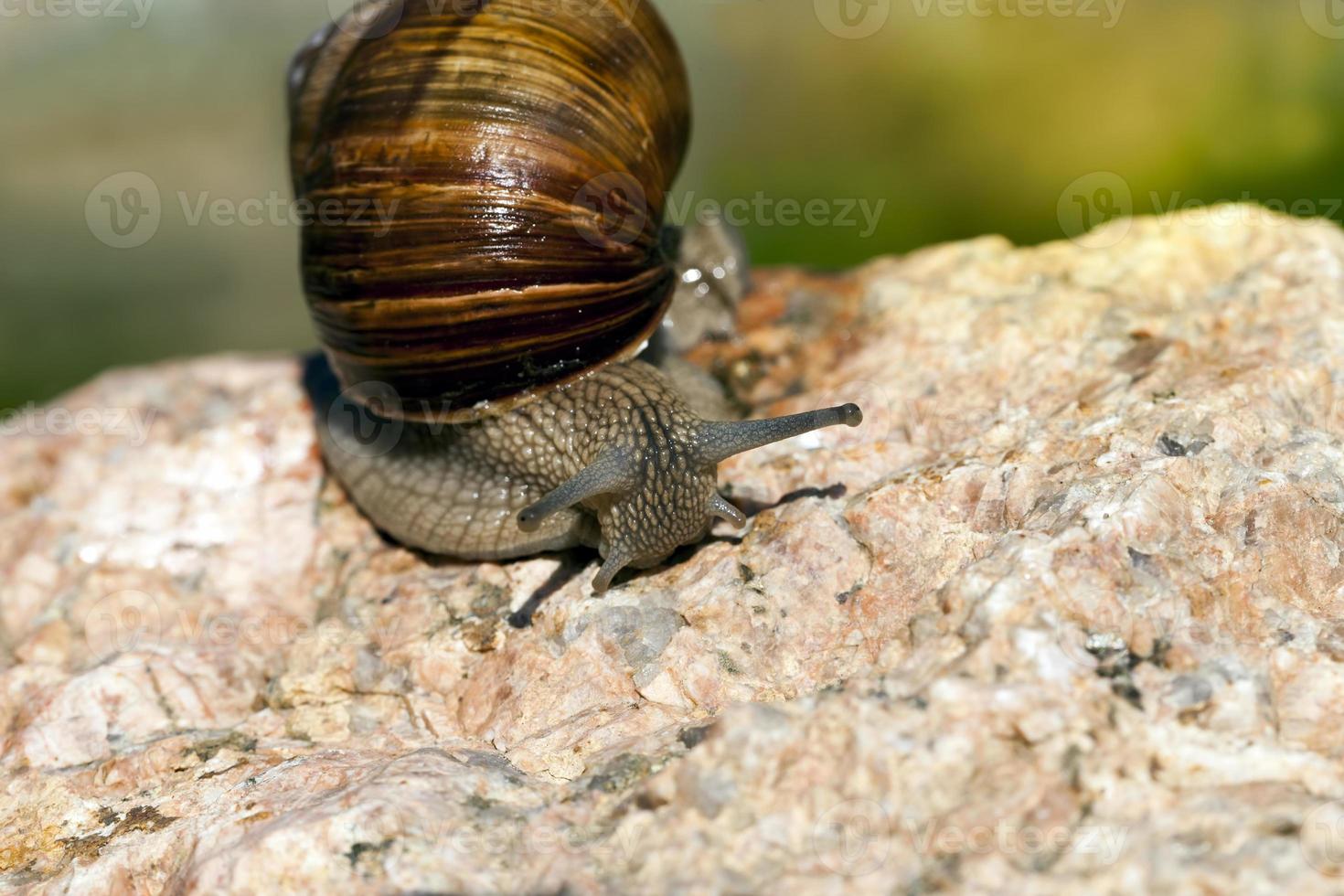 grape snail crawling on its territory photo