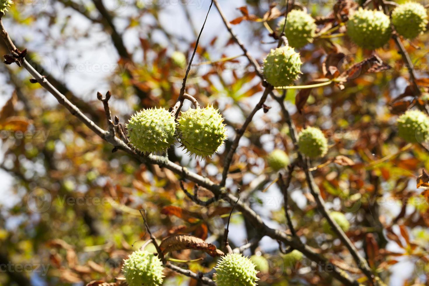 chestnut ripe, close up photo