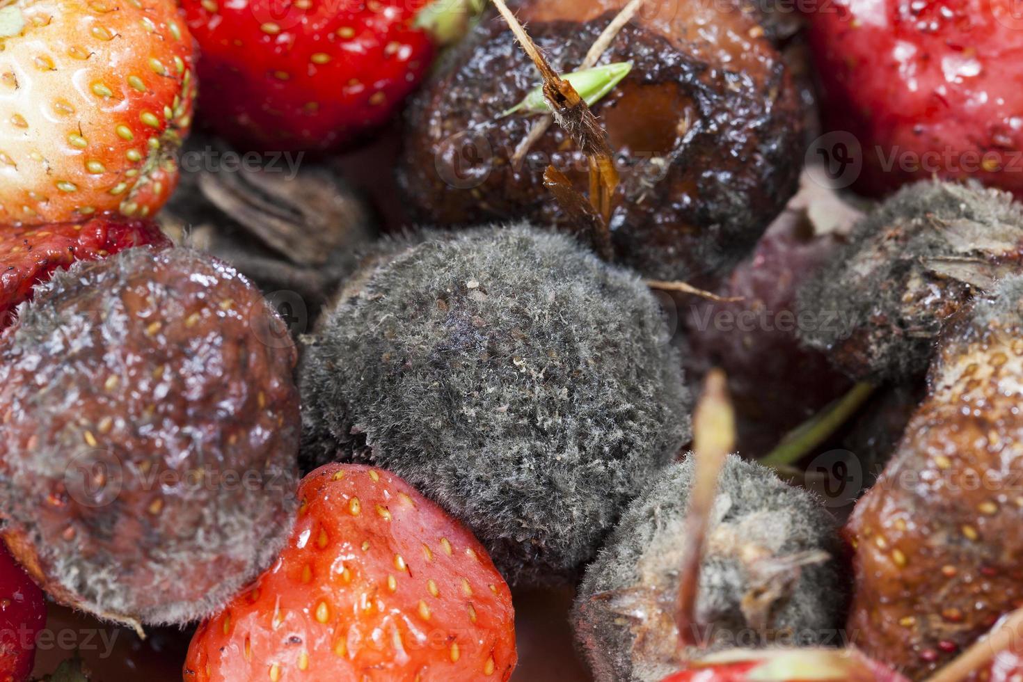 red ripe strawberries photo