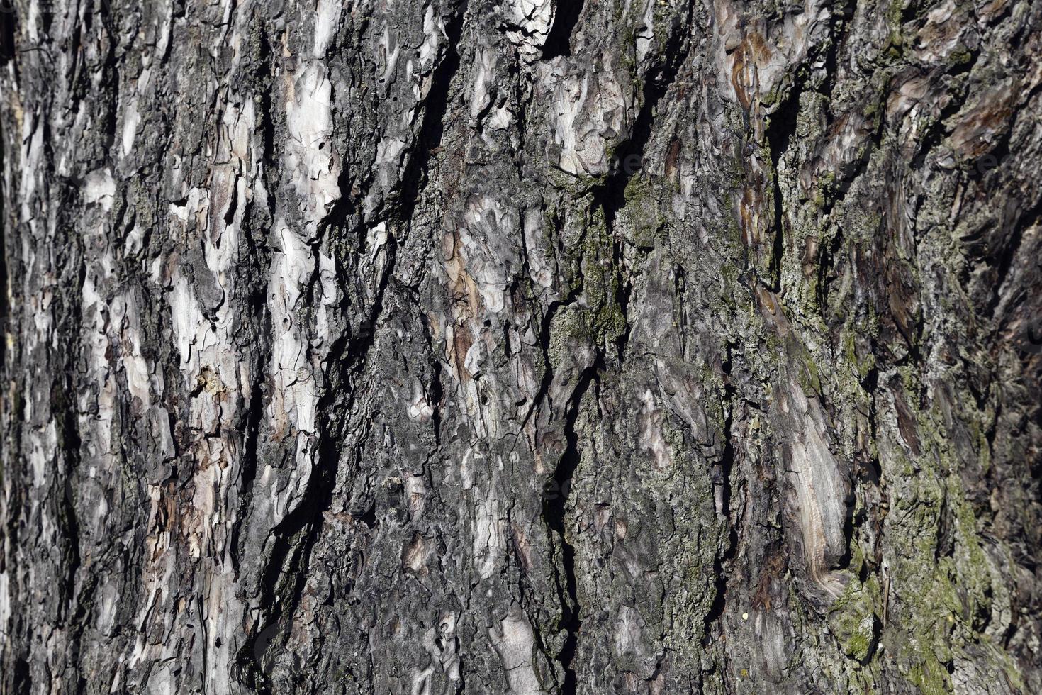 the bark of a tree with the features of its structure photo