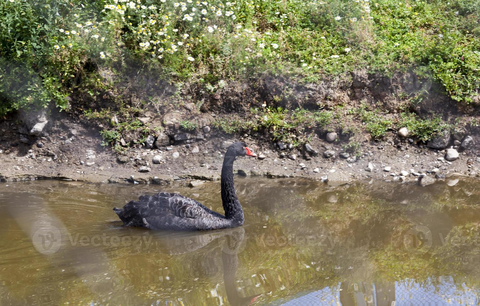 black swan, close up photo