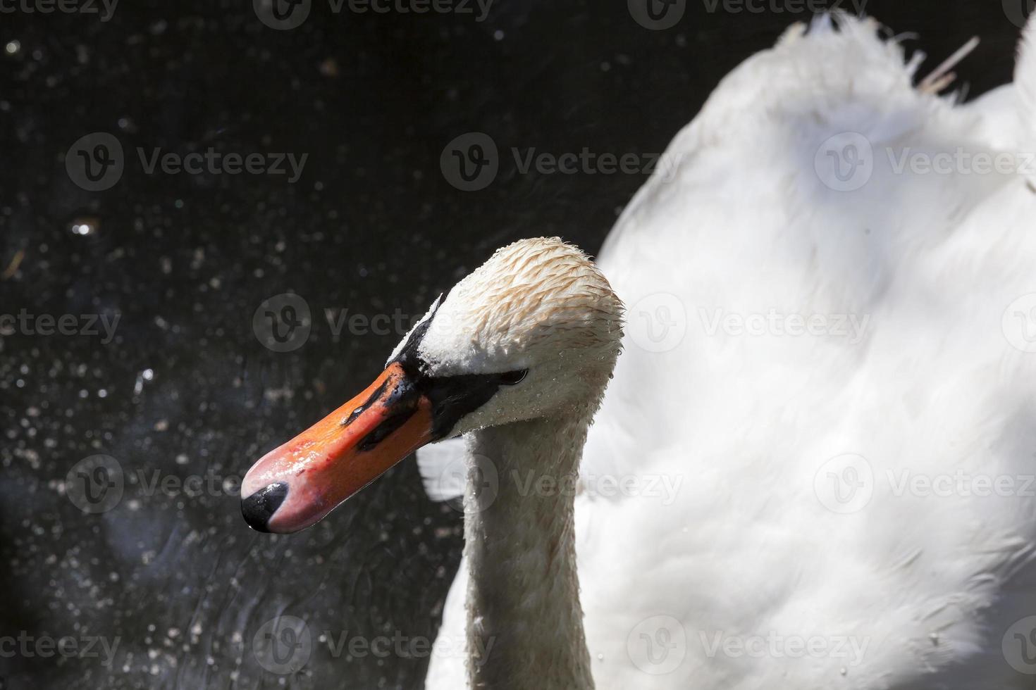 white swan with dirty head photo