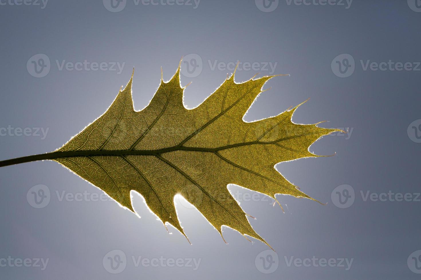 one whole leaf of oak photo