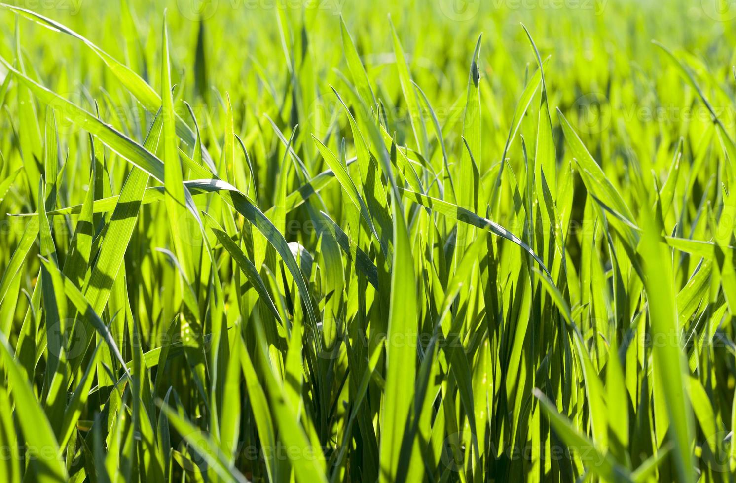 sprouts of cereals photo