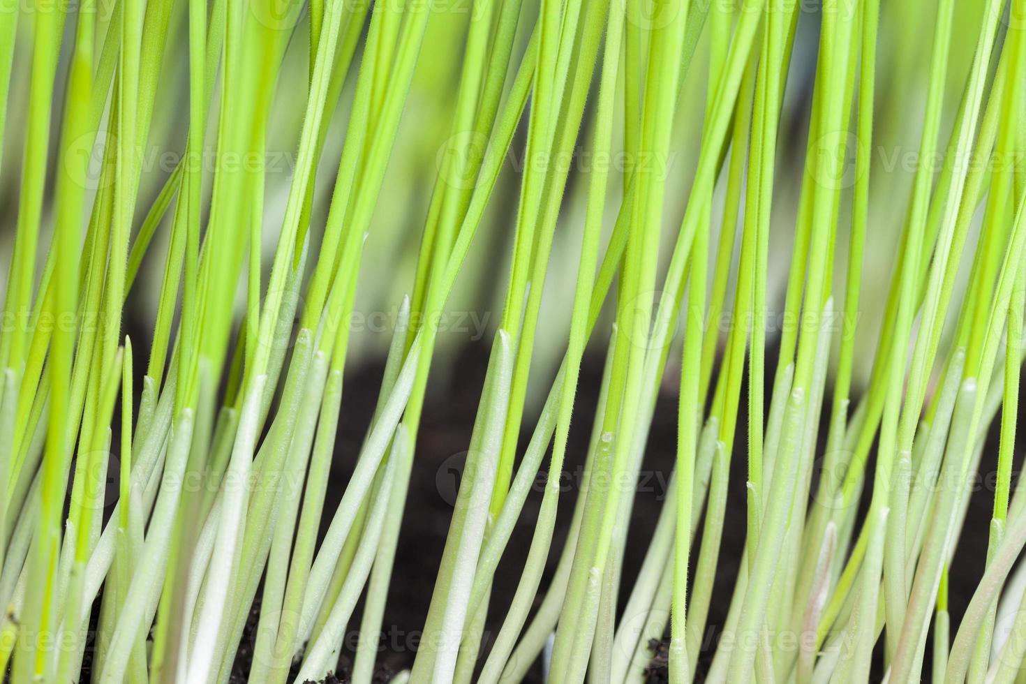 green sprouts of cereals photo