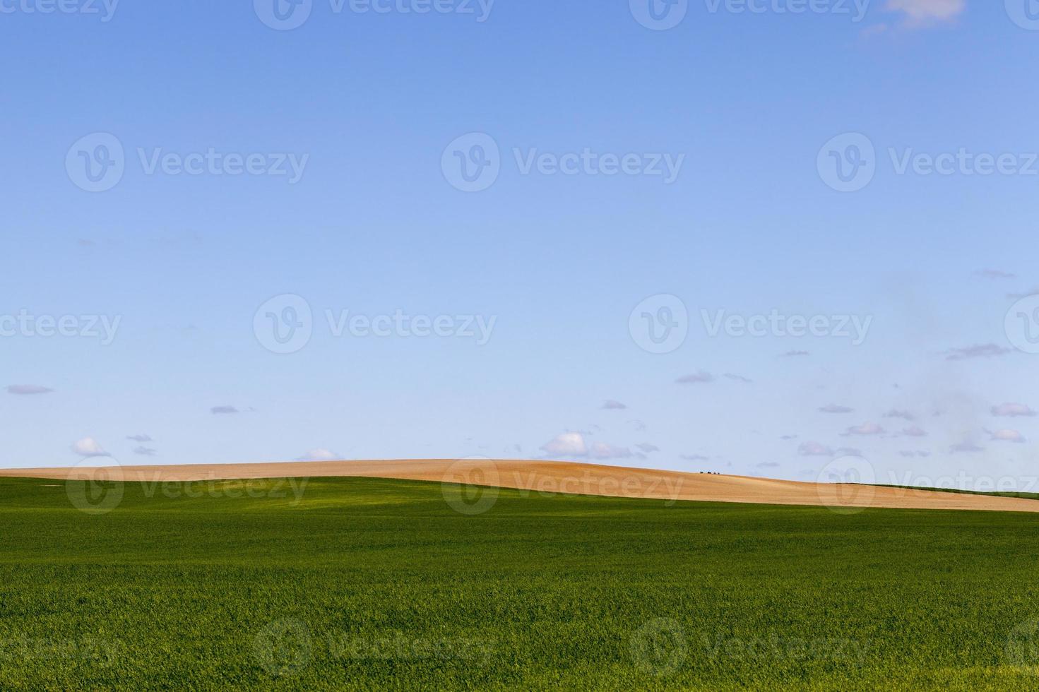 campo de cereal verde foto