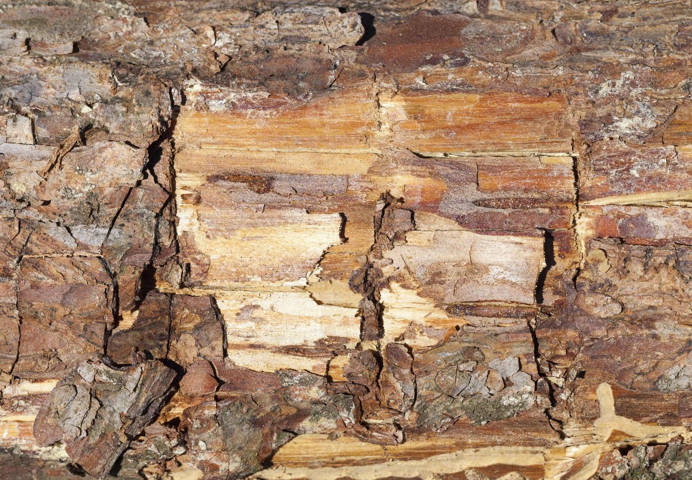 trunk and bark of pine photo