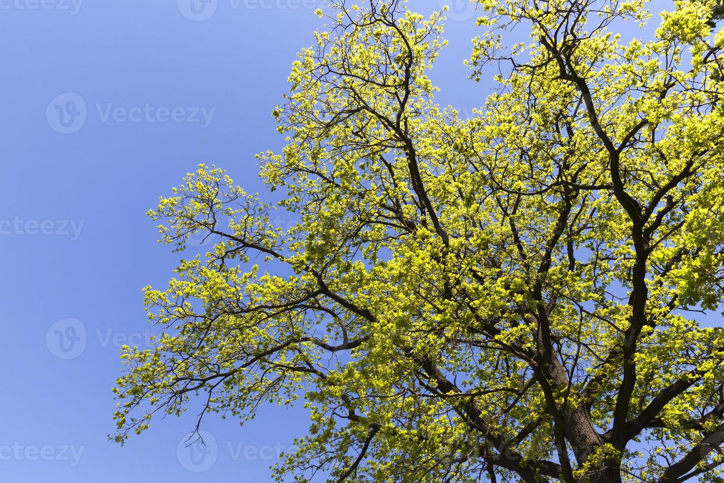 one deciduous tree photo