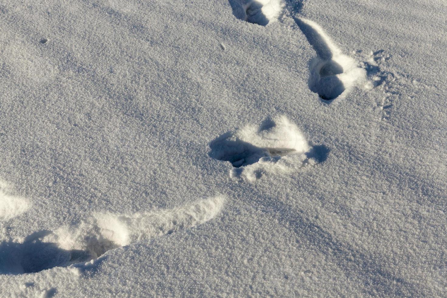 Footprints of a man photo