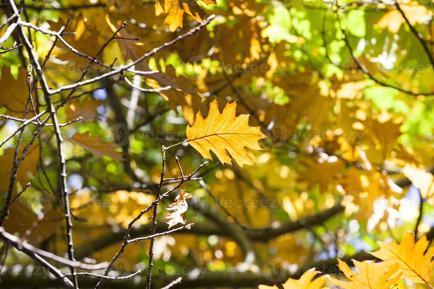 orange oak foliage photo
