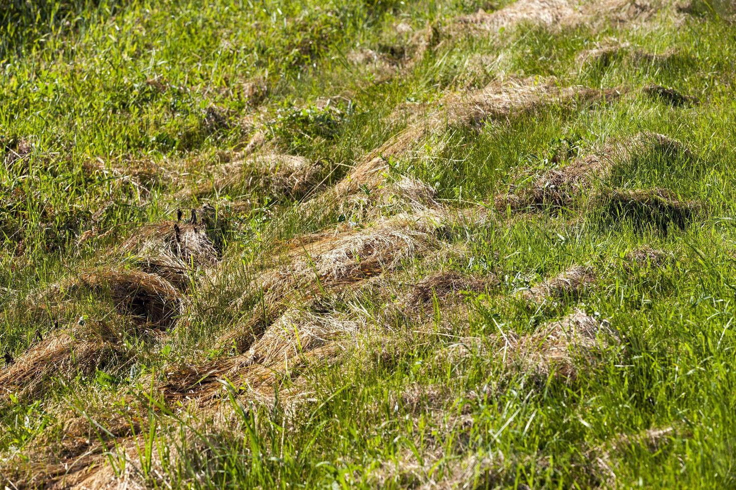 mown and dried grass for animal feed photo