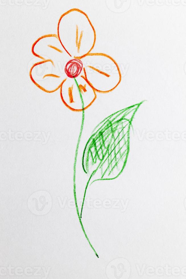 flower drawn with pencils photo