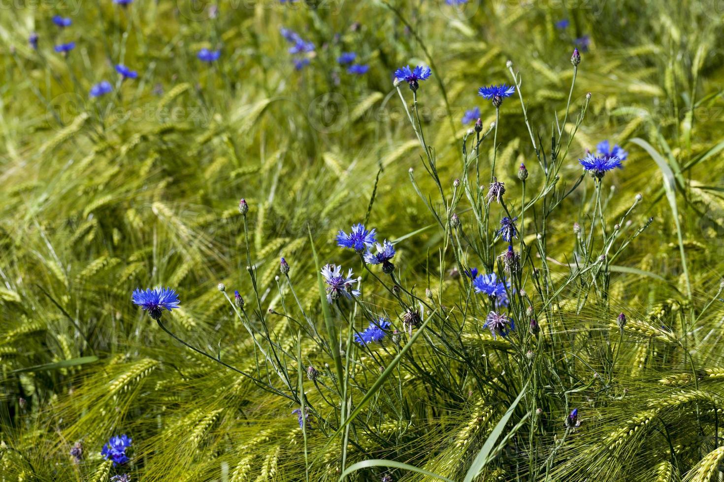 blue cornflowers growing in summer photo
