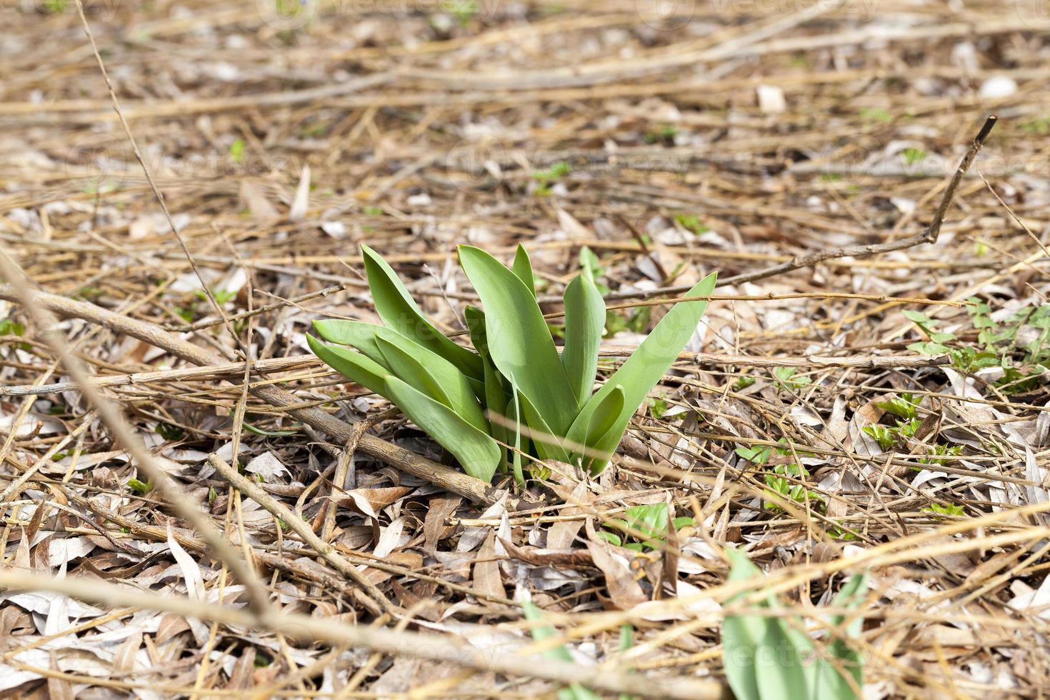 first green plant photo