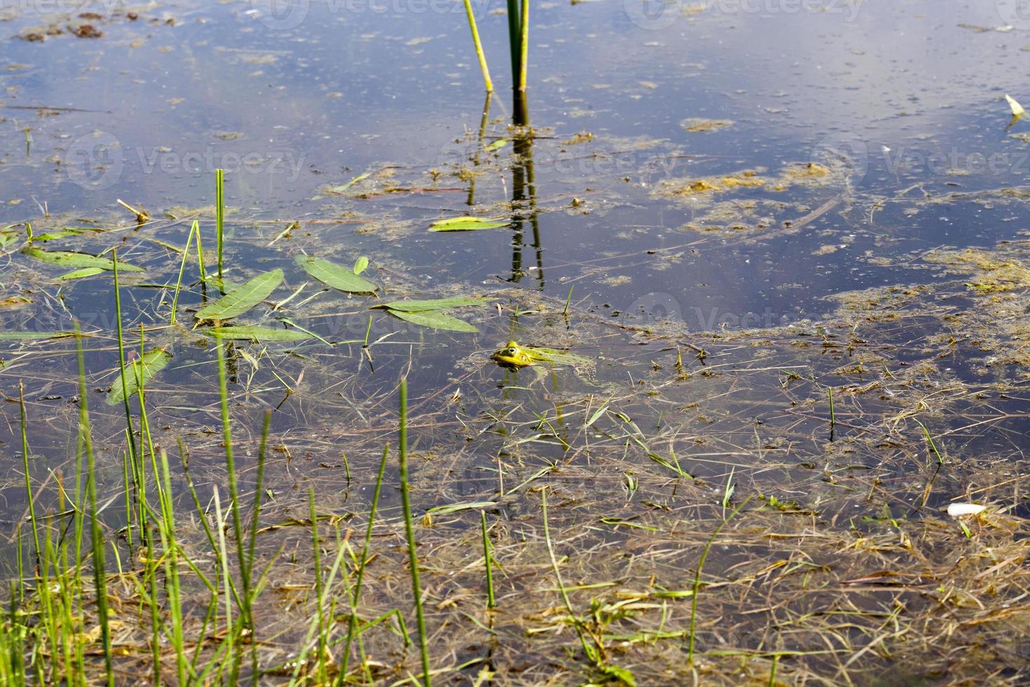 hiding in the water photo