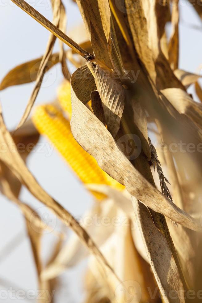 ripe yellow corn photo