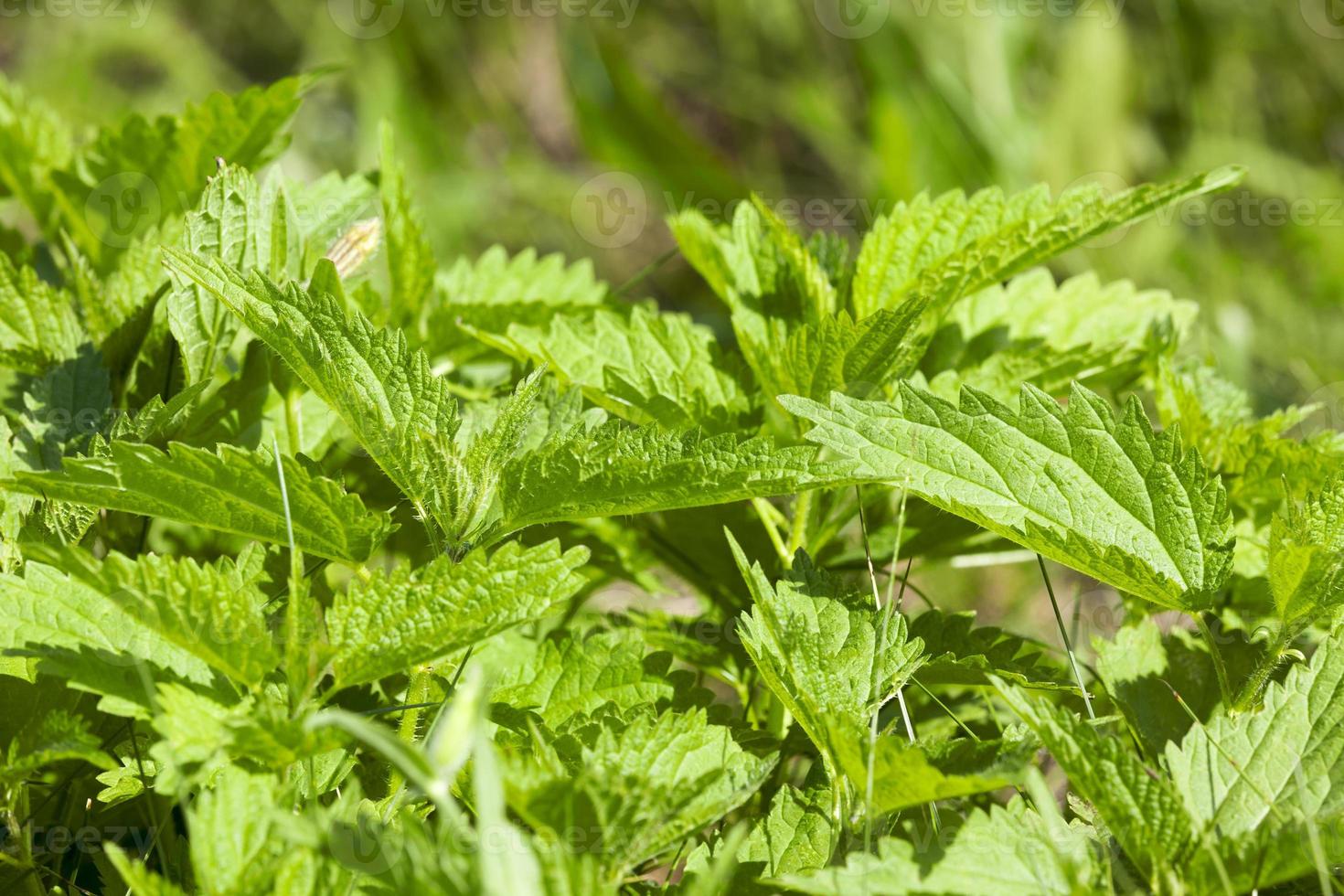 nettle leaves, close up photo