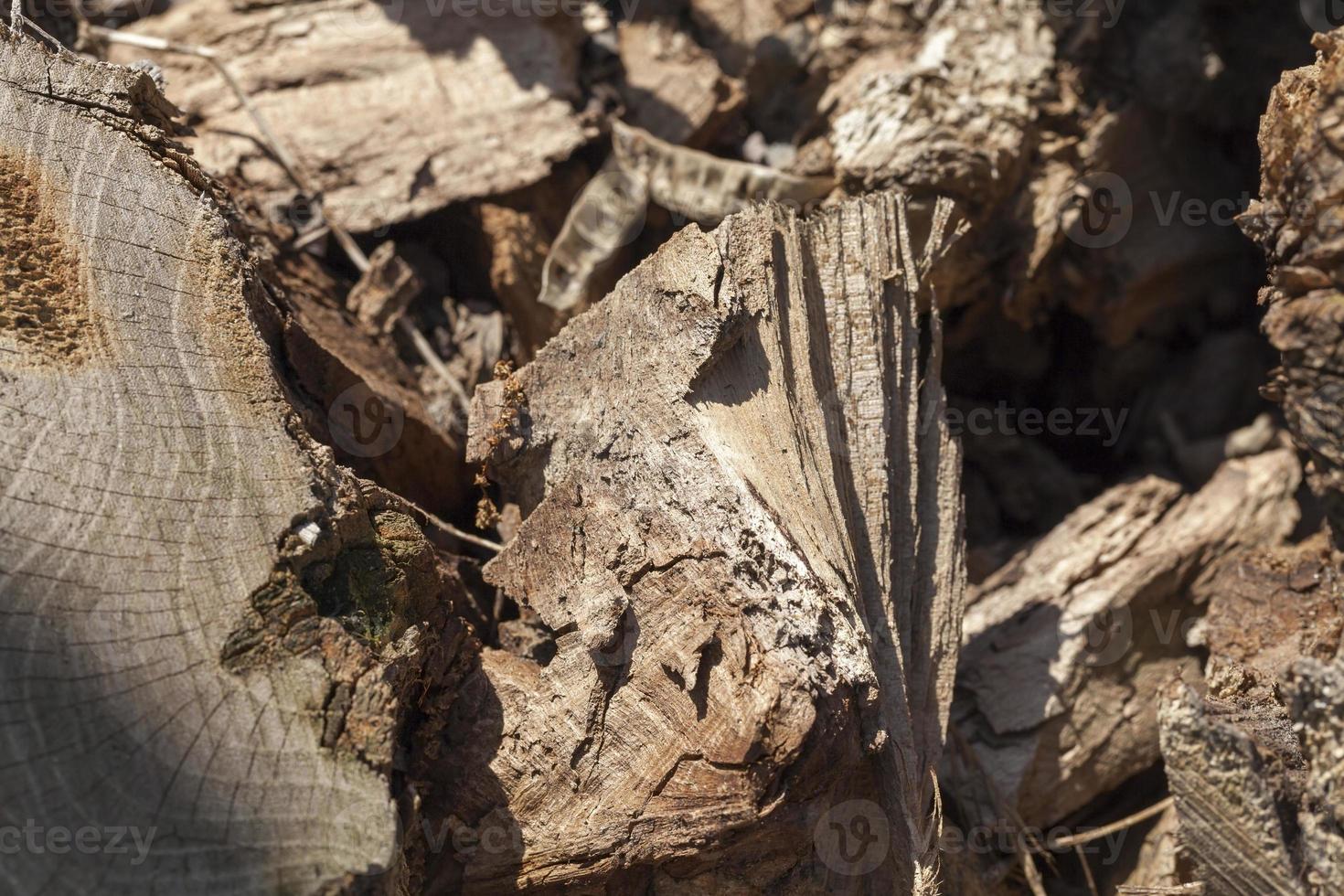 destroyed tree, close up photo