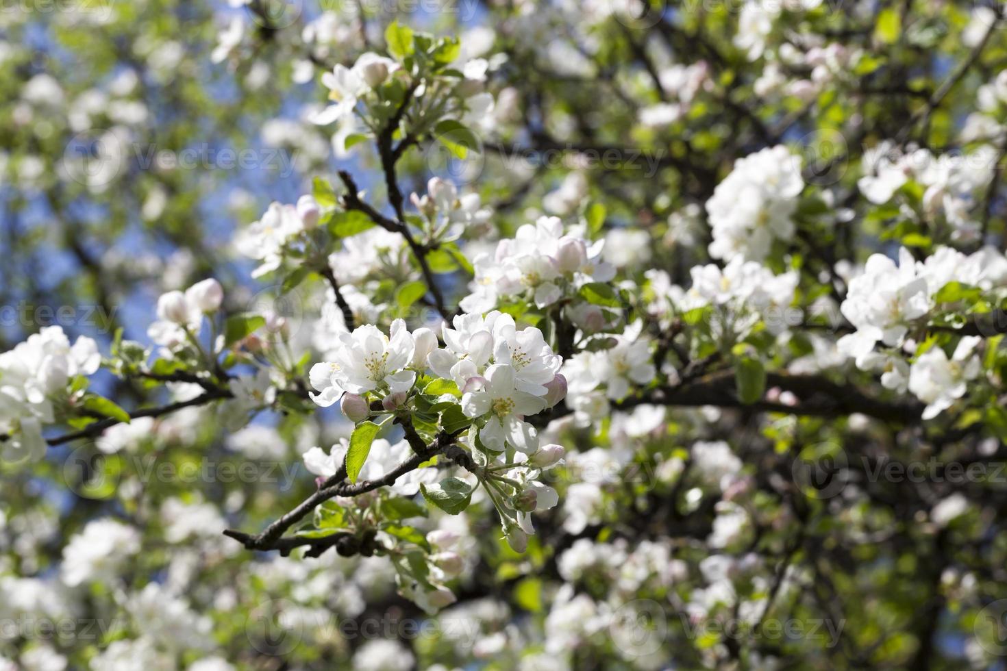 apple blossoms, close up photo
