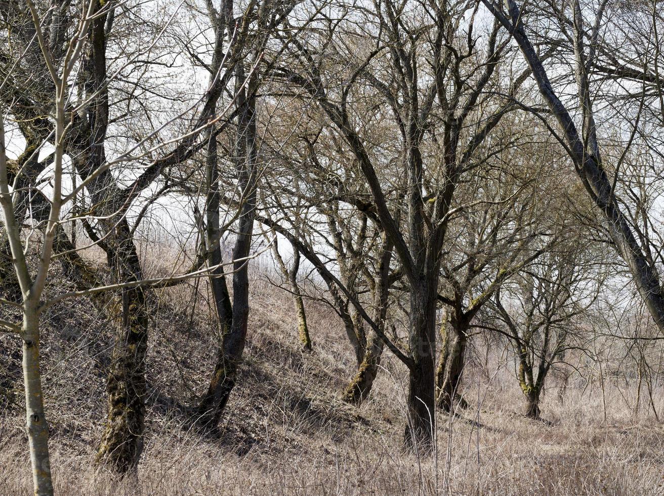 bare deciduous trees photo