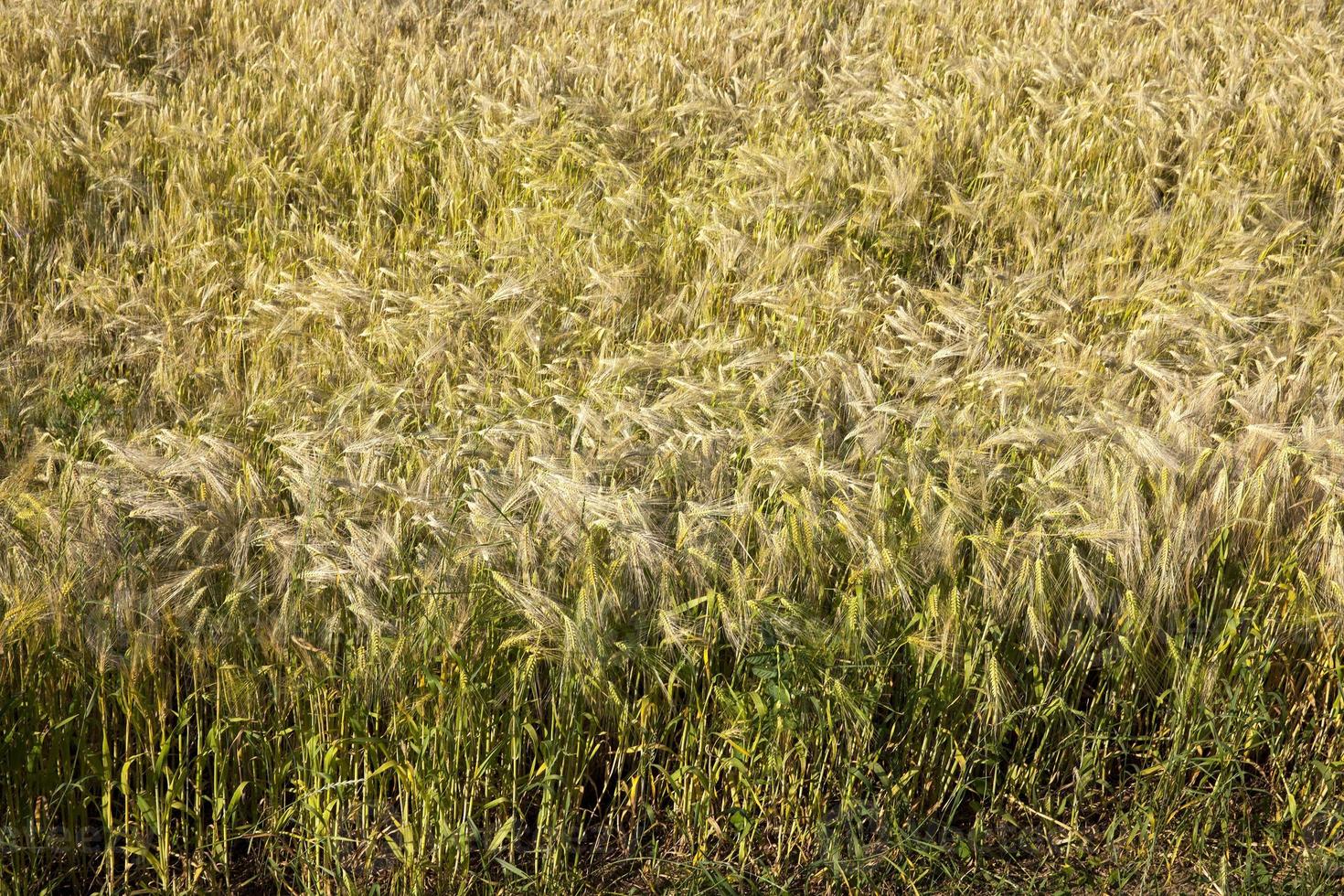 ripening rye in an agricultural field photo