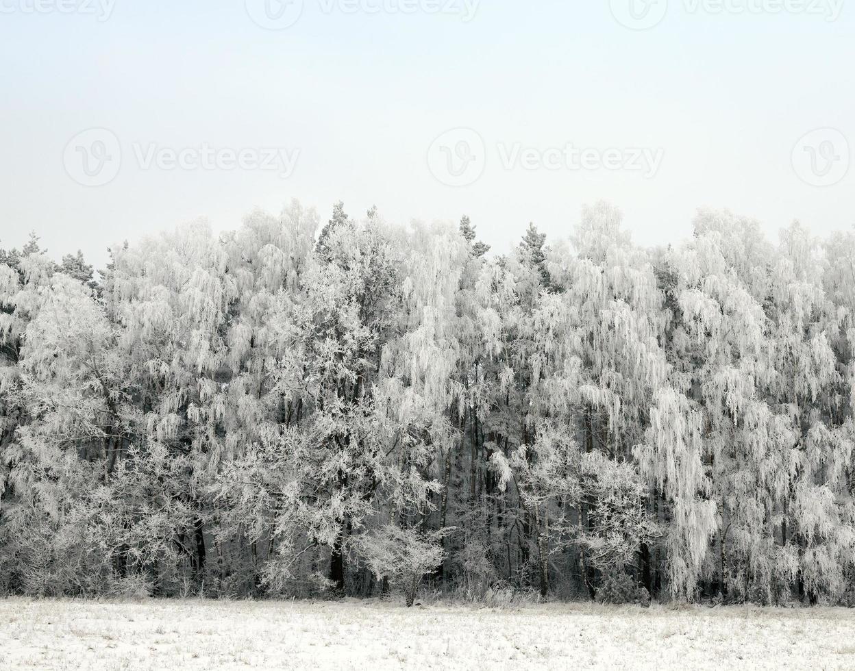 Snow drifts in winter photo