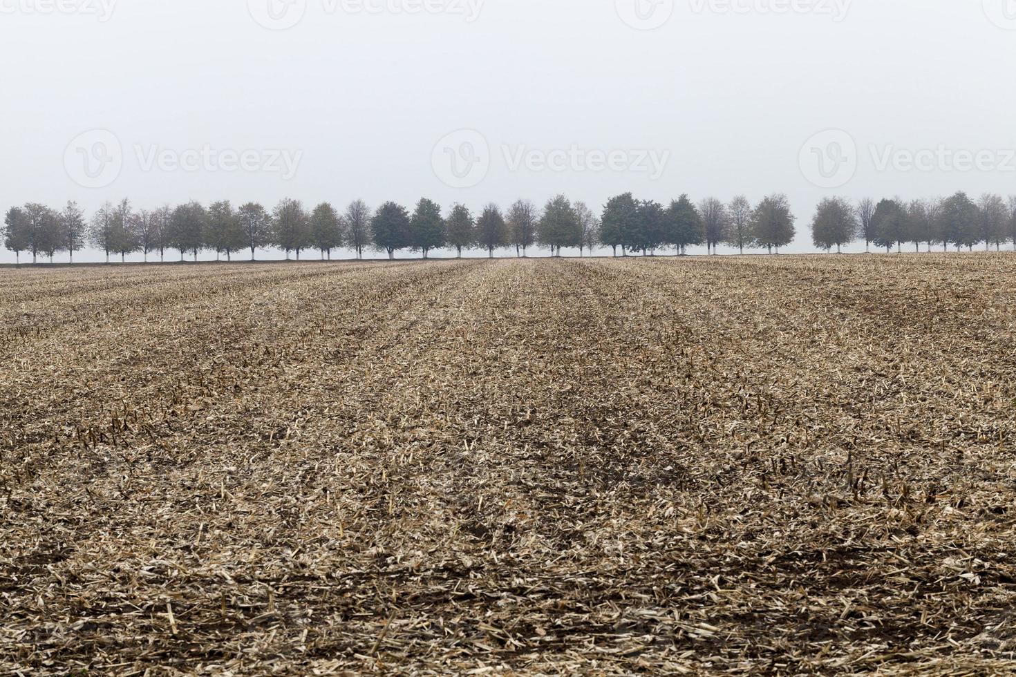 cortar los tallos de maíz en el otoño foto