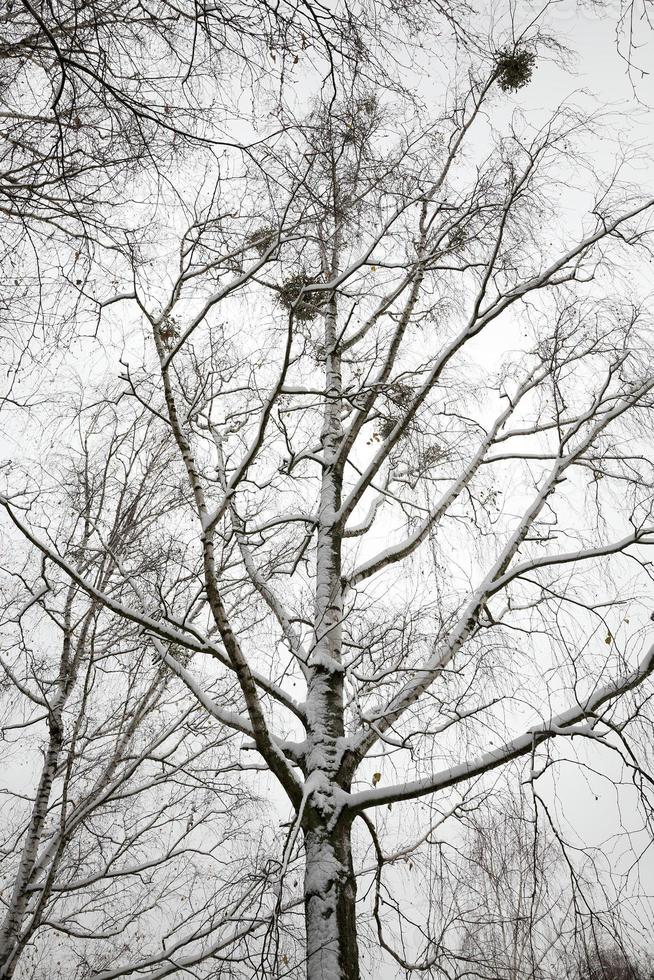 Snow drifts in winter photo