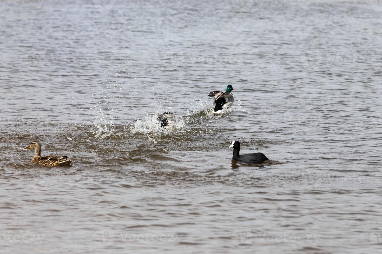 patos salvajes en primavera o verano foto