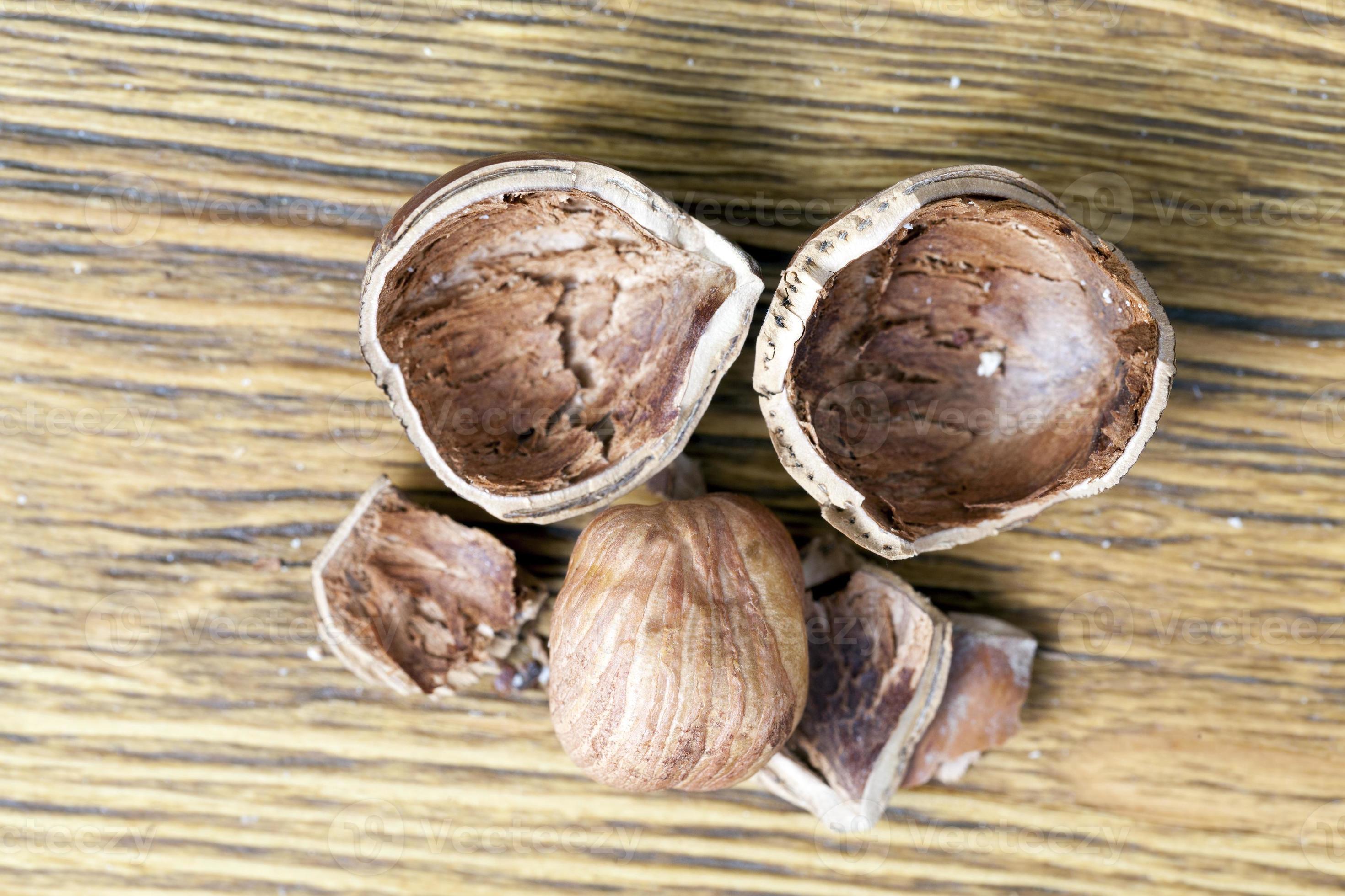 broken hazelnut shell 9714187 Stock Photo at Vecteezy