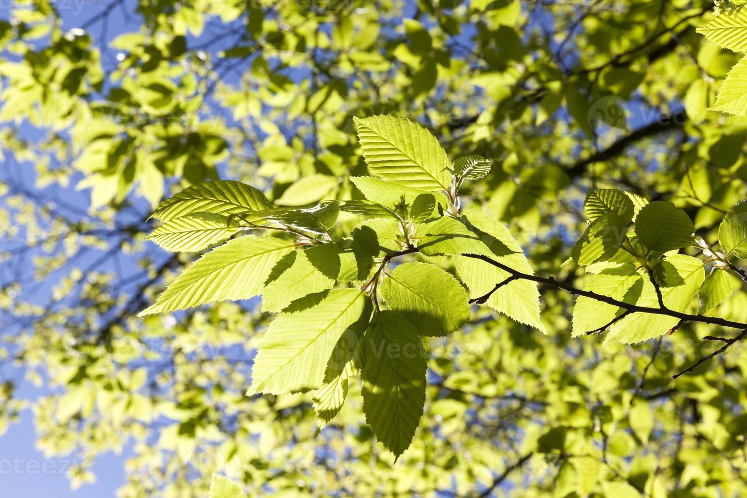 green leaf, close up photo