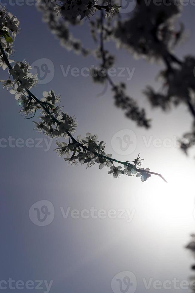 white cherry flowers photo